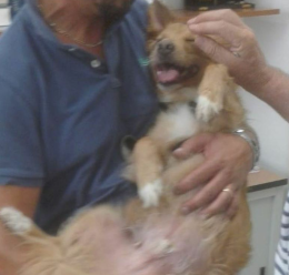 Cane dimenticato in auto salvato dai vigili urbani