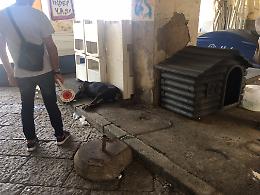 Via Vespucci, cane legato a catena di un metro: nei guai un 54enne