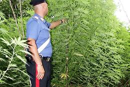 Monti Lattari, distrutte 5.600 piante di cannabis