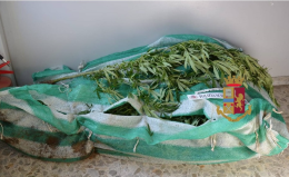 Piantagione di marijuana nell'orto, arrestato "coltivatore"