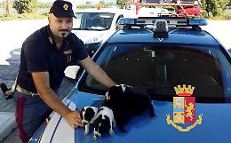 Sette cuccioli salvati dalla polizia