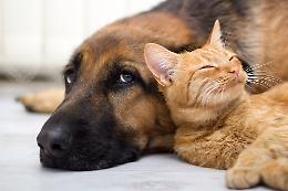 Iss: «Gatti, furetti e cani vulnerabili: proteggerli da pazienti positivi»