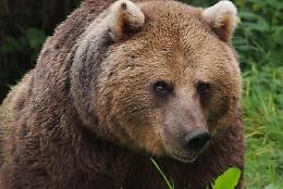 L’orso Mj5 non sarà soppresso