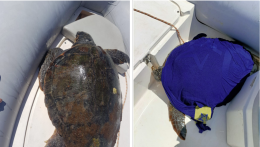 L’Aeronautica Militare porta in salvo una Caretta caretta a largo di Nisida