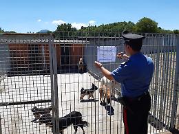 Allevamento lager, sequestrati 12 cani