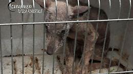 Irpinia, escursionista trova cucciolo di lupo: salvato dai forestali