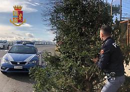 Posillipo, tre ragazzini denunciati per furto di abete