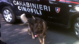Torre Annunziata, il pastore antidroga trova un chilo e mezzo di stupefacenti