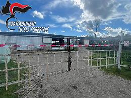 Sequestrato allevamento bufalino nel Casertano