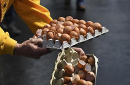 Uova al fipronil a Viterbo e Ancona
