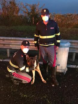 Cane legato in autostrada, salvato dai poliziotti