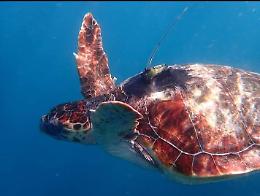 Fondi dalla Regione per la tutela delle tartarughe marine