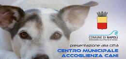 Ecco il nuovo "Centro comunale di accoglienza cani"