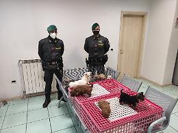Sgominato traffico illecito di cuccioli di cane