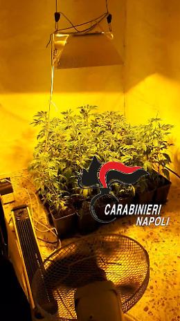 Coltiva marijuana in uno stanzino di casa, arrestato