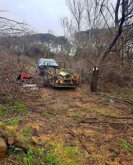 Taglia legna da ardere in un terreno, arrestato