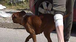 Bimbo ucciso dai pitbull, cinque indagati: oggi l'autopsia