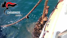 Scoperte 14 tonnellate di cozze pericolose 
