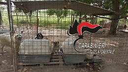 Canile abusivo ad Acerra, 40 cani sequestrati 