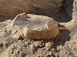 Pompei, dagli scavi una testuggine di 2000 anni fa con il suo uovo 