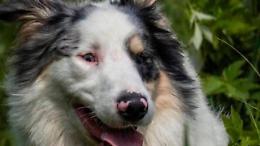 Adotta un cane sordo e cieco, poi lo fa sopprimere perchè abbaiava troppo