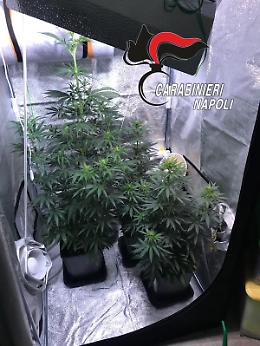 Pozzuoli, serra in casa per coltivare la cannabis