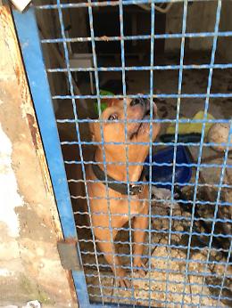 Scoperti a Secondigliano due pittbull da combattimento