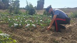 Casoria, rifiuti tossici nel campo di ortaggi