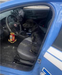 Cucciolo di pitbull abbandonato sulla 268 salvato dalla polizia