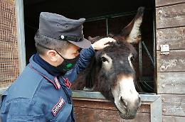 Animali in pessime condizioni scoperti nel Parco nazionale del Vesuvio