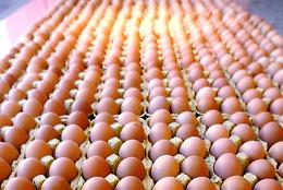 Uova al fipronil, un altro caso nelle Marche