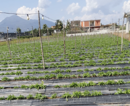 Maltempo, florovivaisti campani: «Regione dichiari stato calamità»