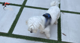 Tradito da un cagnolino, così è stato arrestato il boss
