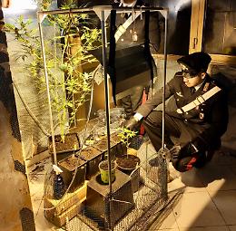 Serra di marijuana in casa, un arresto a Casalnuovo