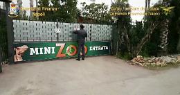 Scoperto zoo abusivo degli orrori