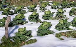 Maltempo, allarme di Coldiretti Campania: danni a ortaggi e alberi da frutta
