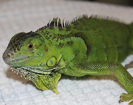 Iguana a rischio estinzione trovato nella teca di un'azienda