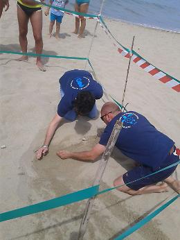 Palinuro, sulla spiaggia della Gabella il primo nido di tartaruga