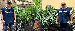 Piantagione di marijuana sul terrazzo di via Tasso, 49enne nei guai