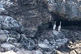 Marangone dal ciuffo, un nuovo ospite in Campania