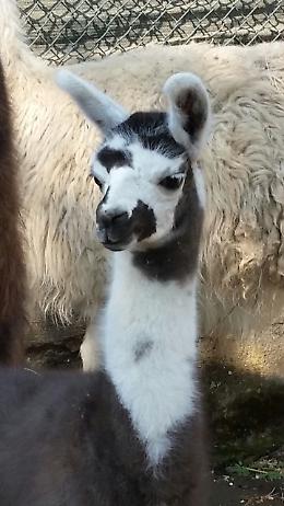 Allo zoo di Napoli arriva Lamù, cucciolo di lama