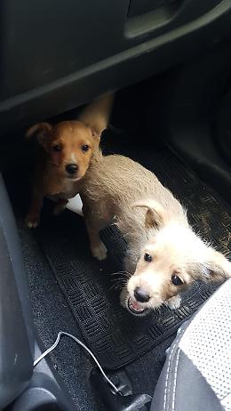 Cuccioli chiusi in una busta e abbandonati in Tangenziale