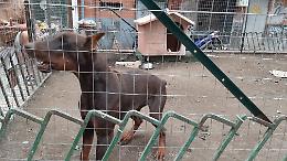 Due cani maltrattati e segregati nei giardini comunali