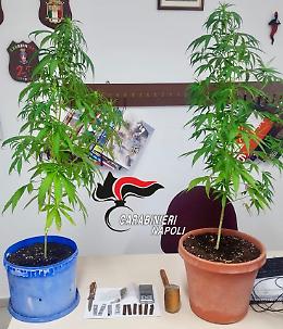 Frattamaggiore, cannabis sul balcone: arrestato 21enne