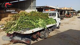 Marijuana nell'azienda agro-faunistica, arrestati coniugi