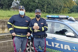 Ferito nel fango, barbagianni salvato dalla polizia stradale