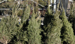 Rubano albero di Natale e vengono inseguiti e aggrediti, 4 denunce