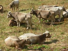 Falsi esami su alimenti con brucellosi: 68 indagati 