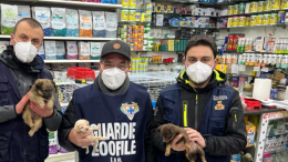 Sequestrati dieci cuccioli di cane a Napoli