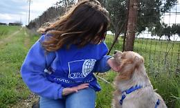 Uccise cagnolina, condannato a soli 4 mesi di reclusione